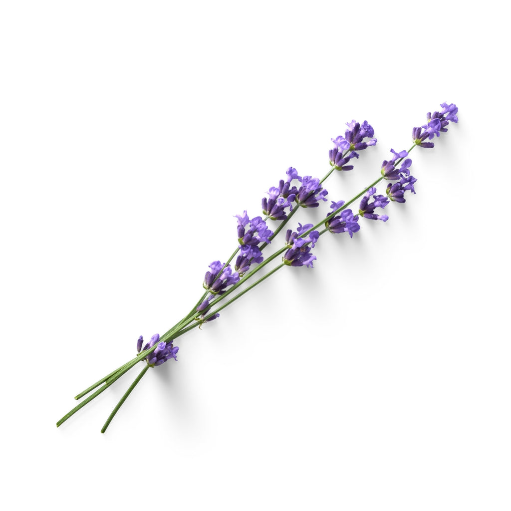 doTERRA Lavender Essential Oil Botanical
