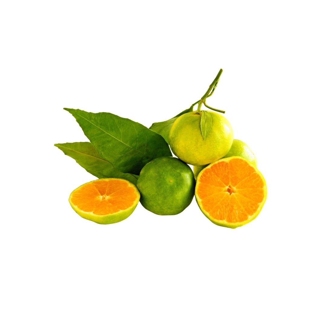 doTERRA Green Mandarin Essential Oil Botanical