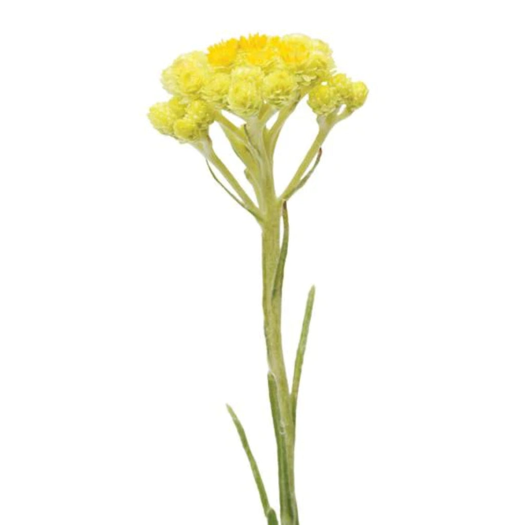 doTERRA Helichrysum Essential Oil Touch Botanical