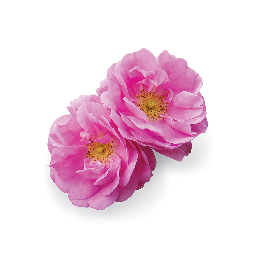 doTERRA Rose Touch Roll On Botanical