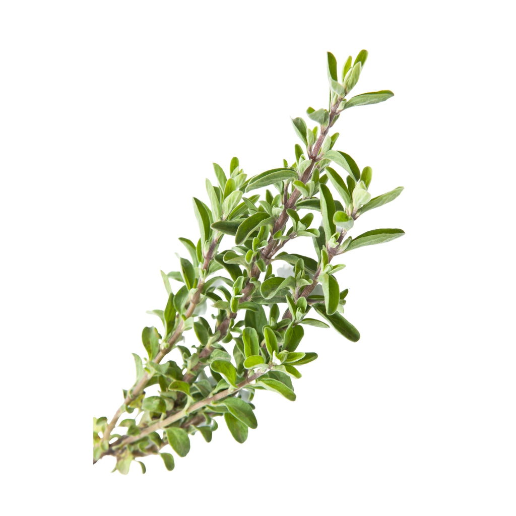 doTERRA Thyme Essential Oil Botanical