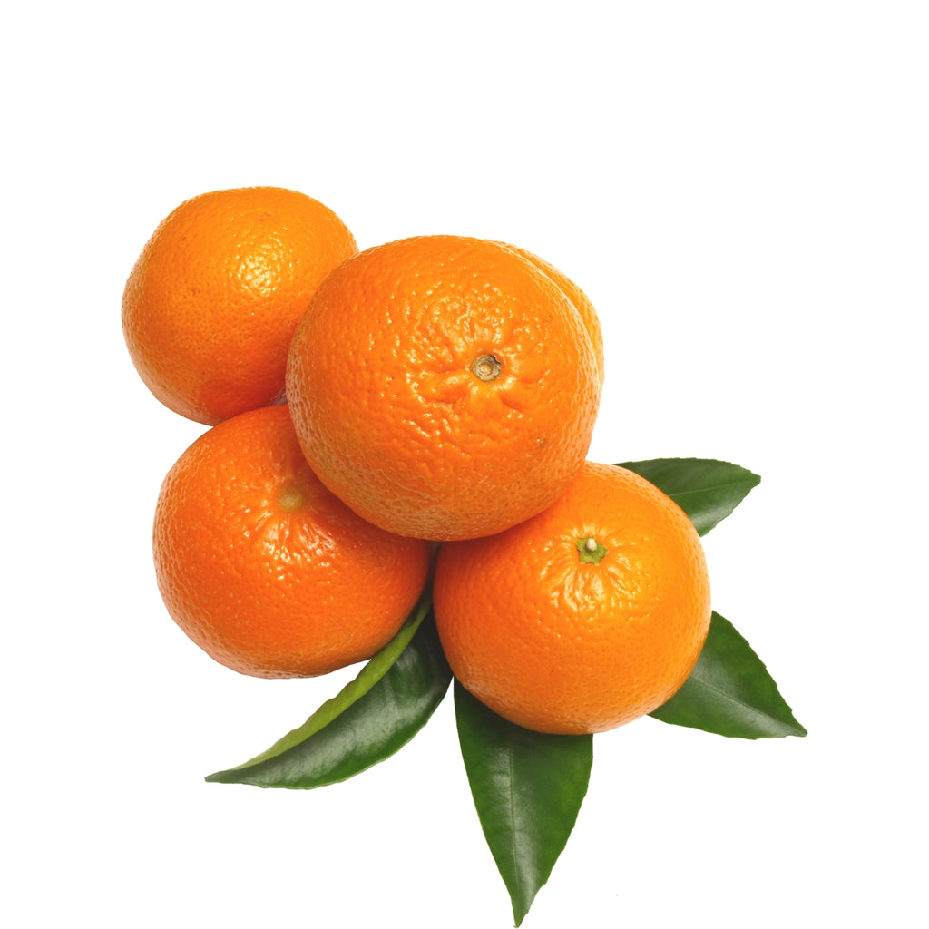 doTERRA Tangerine Essential Oil Botanical
