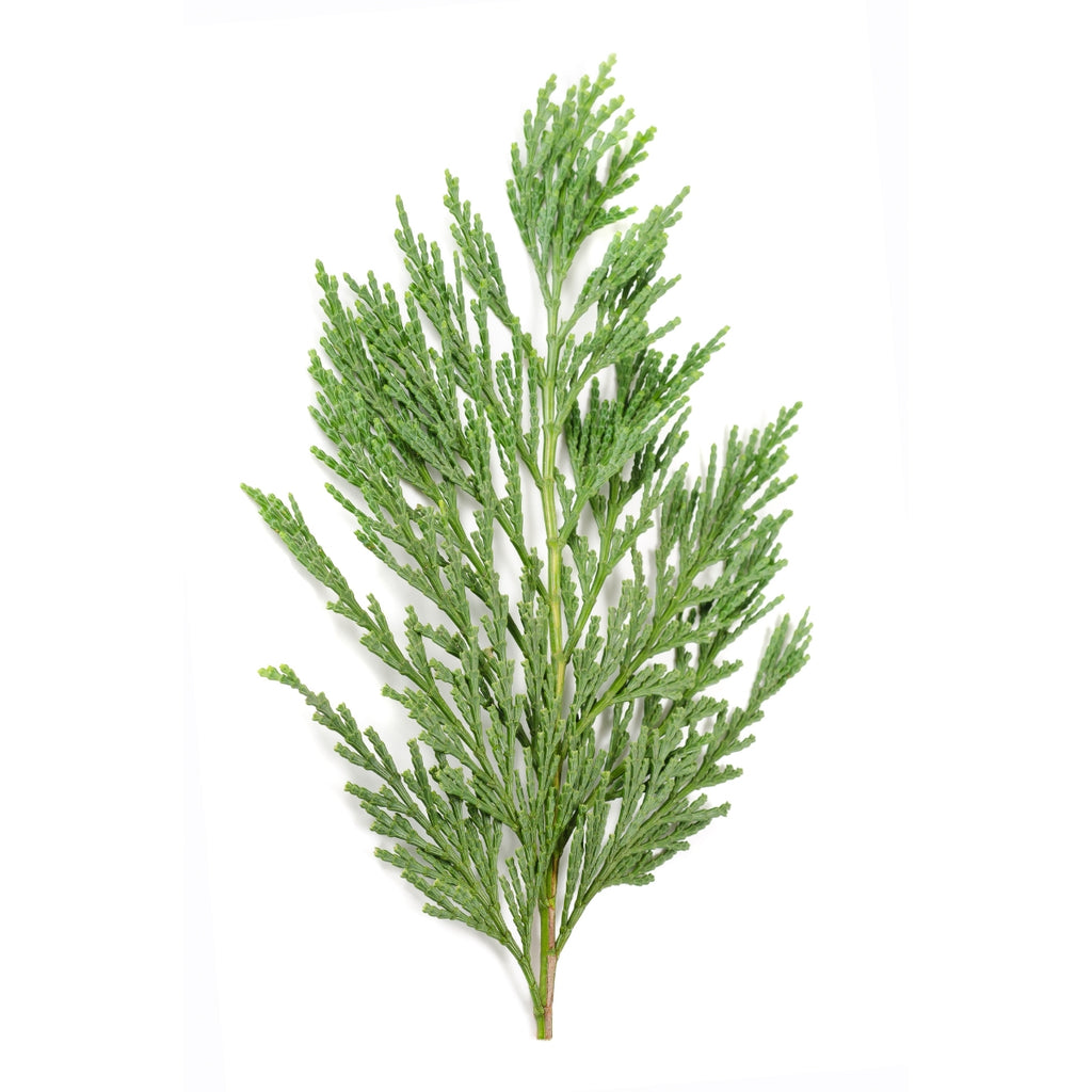 doTERRA Cypress Essential Oil Botanical