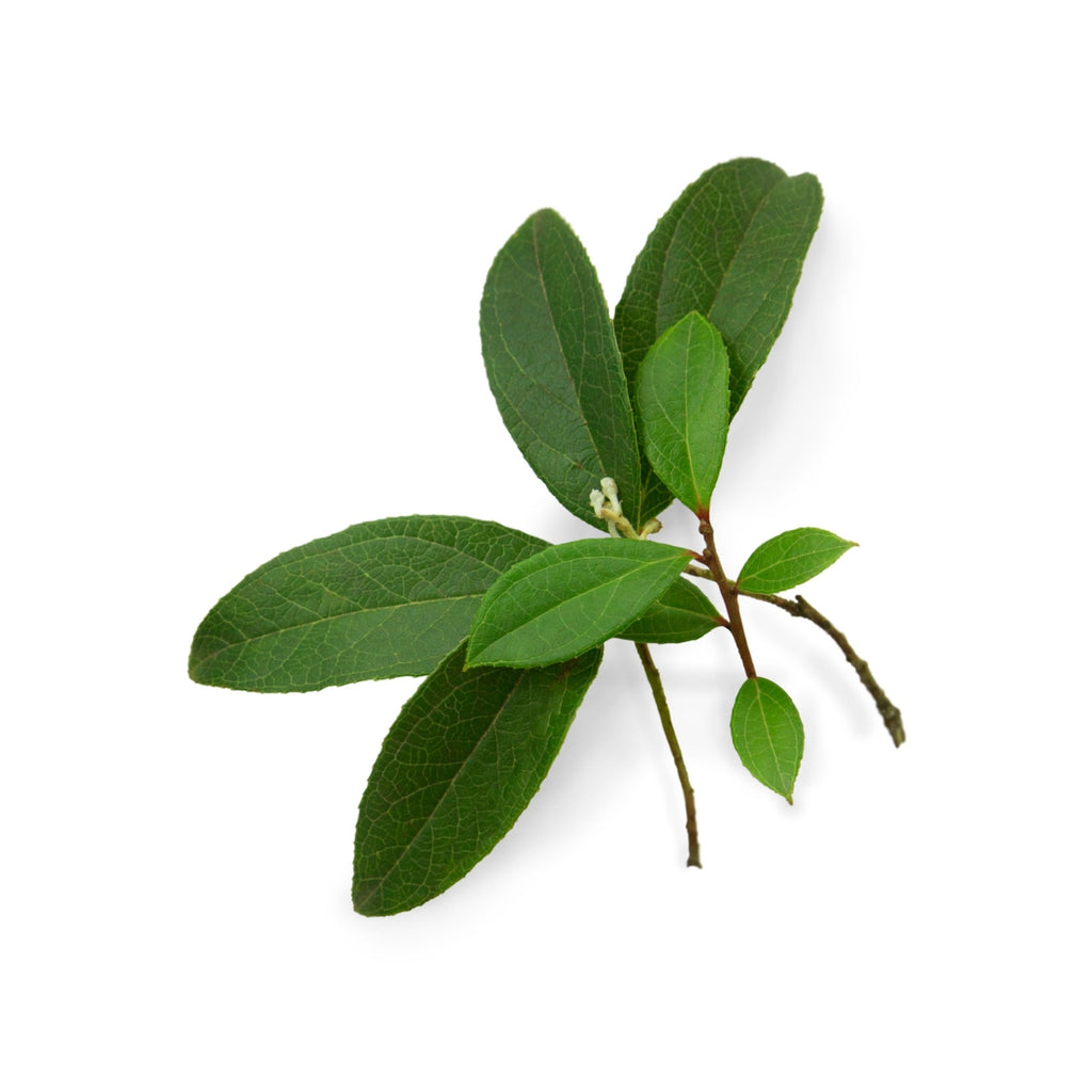doTERRA Wintergreen Essential Oil Botanical