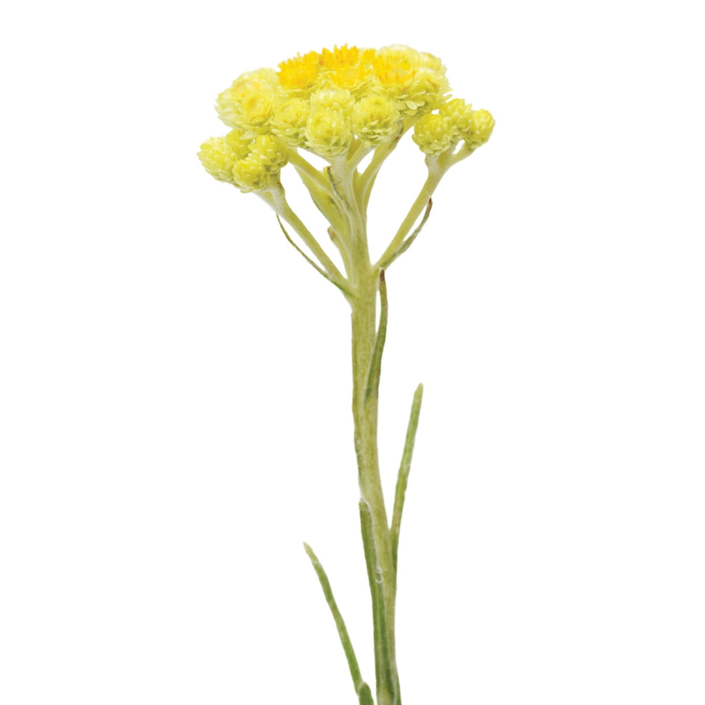 doTERRA Helichrysum Essential Oil Botanical